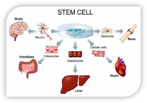 Types of Stem Cells