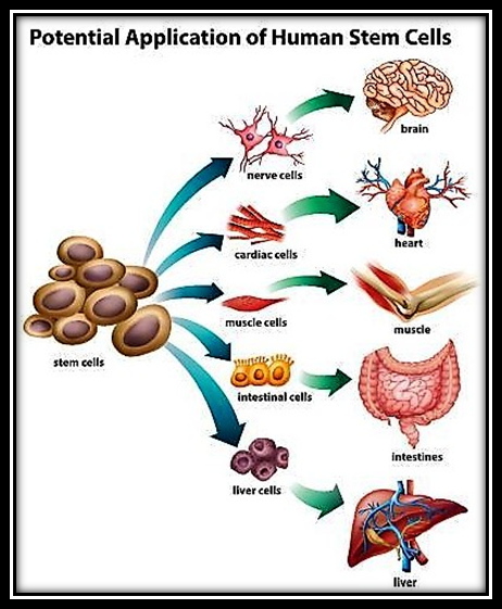 Uses of Stem Cells